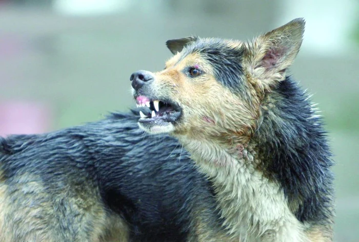 
    În Bucureşti sunt circa  50.000 de maidanezi, din  care o treime suferă cel puţin  de o boală infecţioasă  