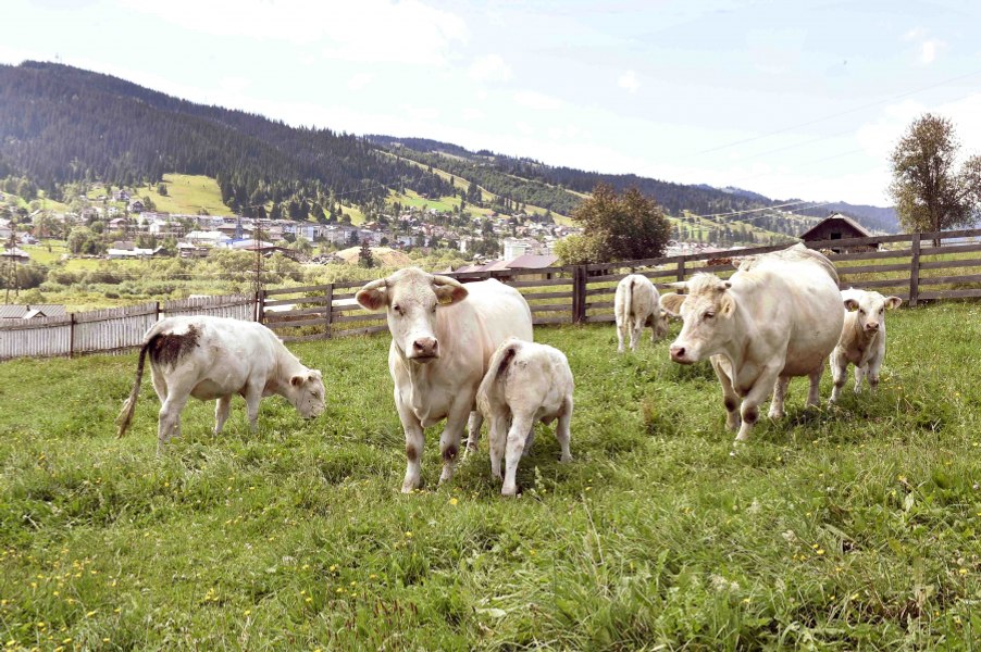 Crescătorii de animale vor primi noi ajutoare de la stat. De ce sume pot beneficia