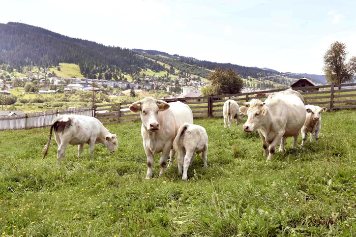 MADR a anunâat o nouă schema de ajutor pentru crescătorii de animale, Foto: MADR