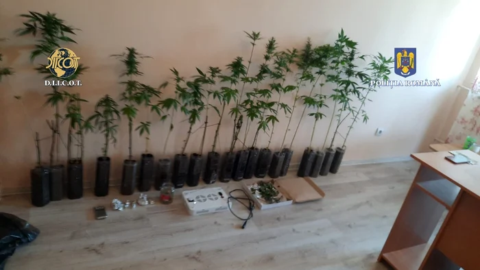 Canabisul era cultivat de traficanți și în ghivece FOTO DIICOT Vaslui