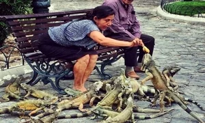 Hrănirea "păsărilor" în Ecuador  jpeg