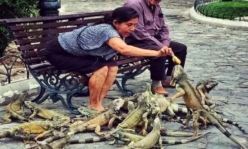 Hrănirea "păsărilor" în Ecuador  jpeg