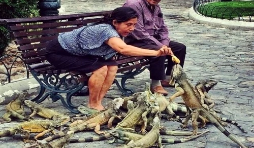 Hrănirea "păsărilor" în Ecuador  jpeg