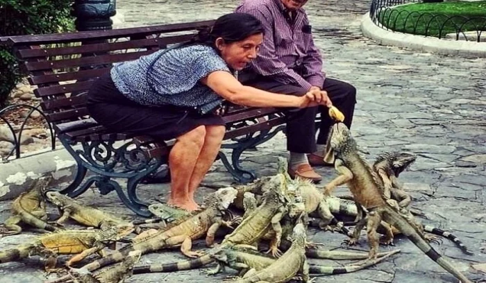 Hrănirea "păsărilor" în Ecuador  jpeg