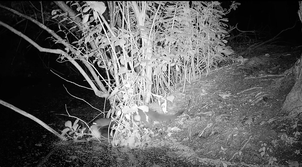 Descoperire spectaculoasă în Long Island. O specie care nu mai fusese văzută de 31 de ani, surprinsă de o cameră