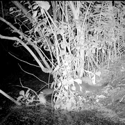 Nurca americana Long Island  Captura FB Greater Long Island png