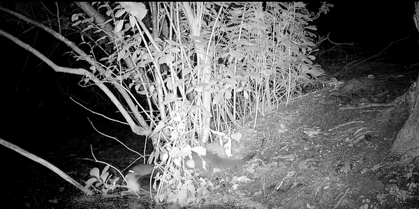 Nurca americana Long Island  Captura FB Greater Long Island png