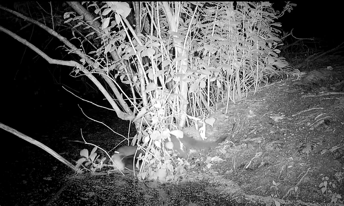 Nurca americana Long Island  Captura FB Greater Long Island png