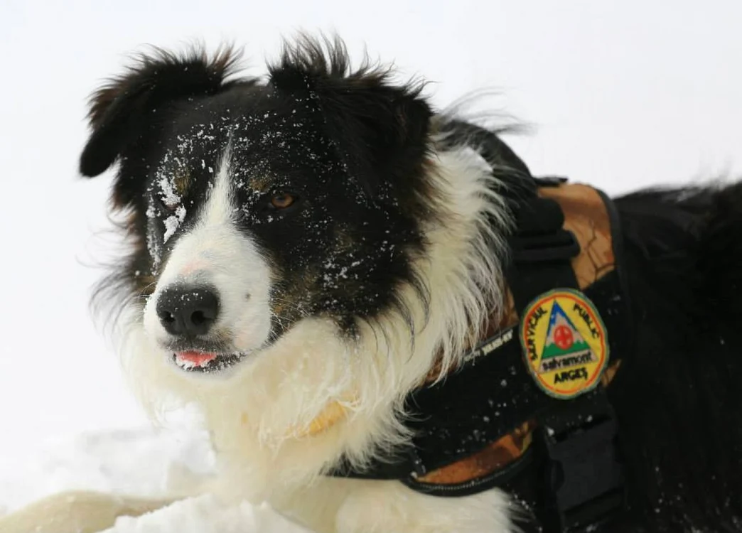 Tabără naţională de pregătire pentru căutare la suprafaţă destinată unităţilor canine salvamont