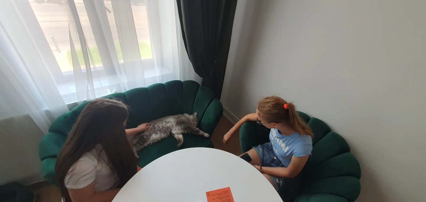 Cafeneaua pisicilor Maine Coon din București