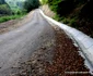 transalpina padurenilor