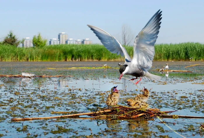 Parcul Natural Văcărești. FOTO Helmut Ignat / Facebook Parcul Natural Văcărești
