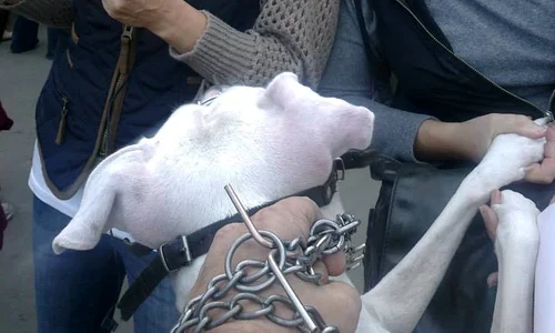 1017493 10151878888819938 564480006 n jpeg