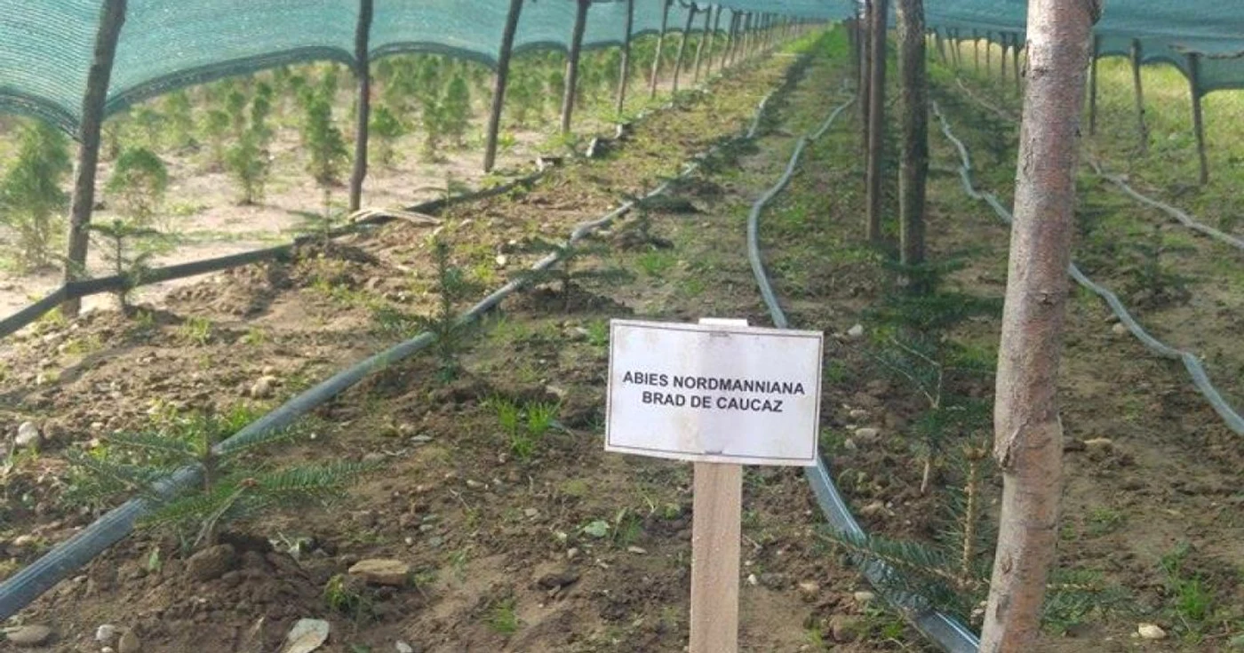 predapaduri