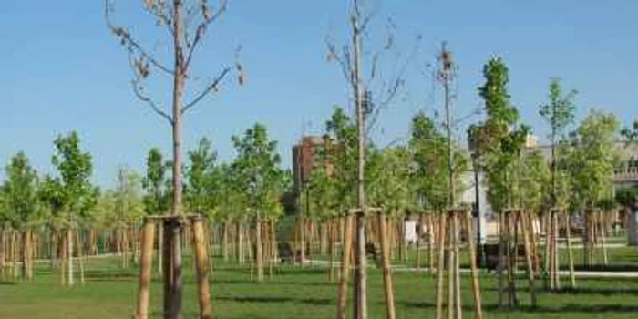 Arbori uscati în zona de promenadă a Severinului, pe strada Crişan în vara anului 2012 FOTO Corina Macavei