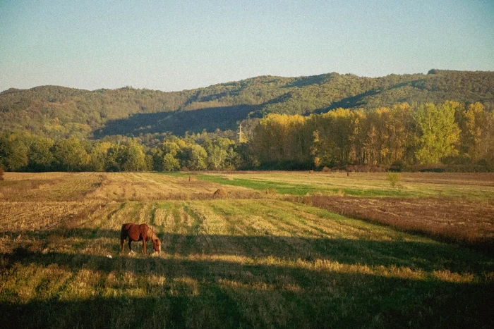 Fotografia care a primit premiul „Victor Boldâr” la Salonul Oltenia în imagini FOTO: arhiva D.D.