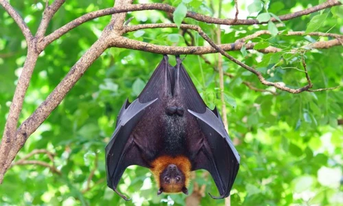 1 shutterstock 1146803030 jpg jpeg