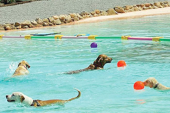 Alisha Caffrey (27 de ani) a pregătit totul pentru ca mirii să aibă parte de o nuntă perfectă (Fotografii: Photoland/Caters)