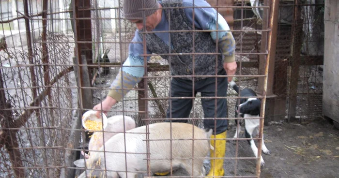 Dumitru Vasilescu încearcă să-şi vândă porcul direct din cocină, prin intermediul anunţului postat pe internet