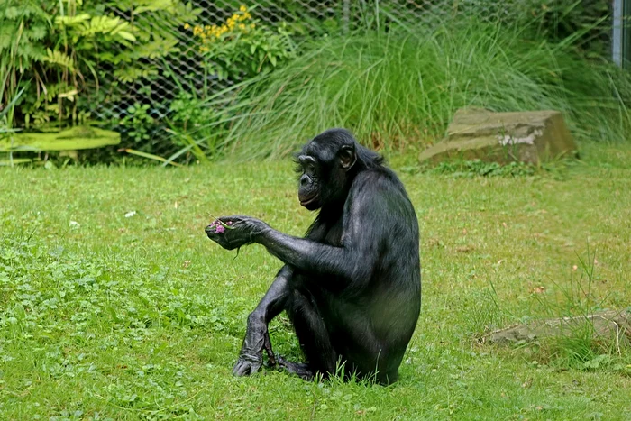 Bonobo împart o mare parte din ADN cu omul. / foto: pixabay.com