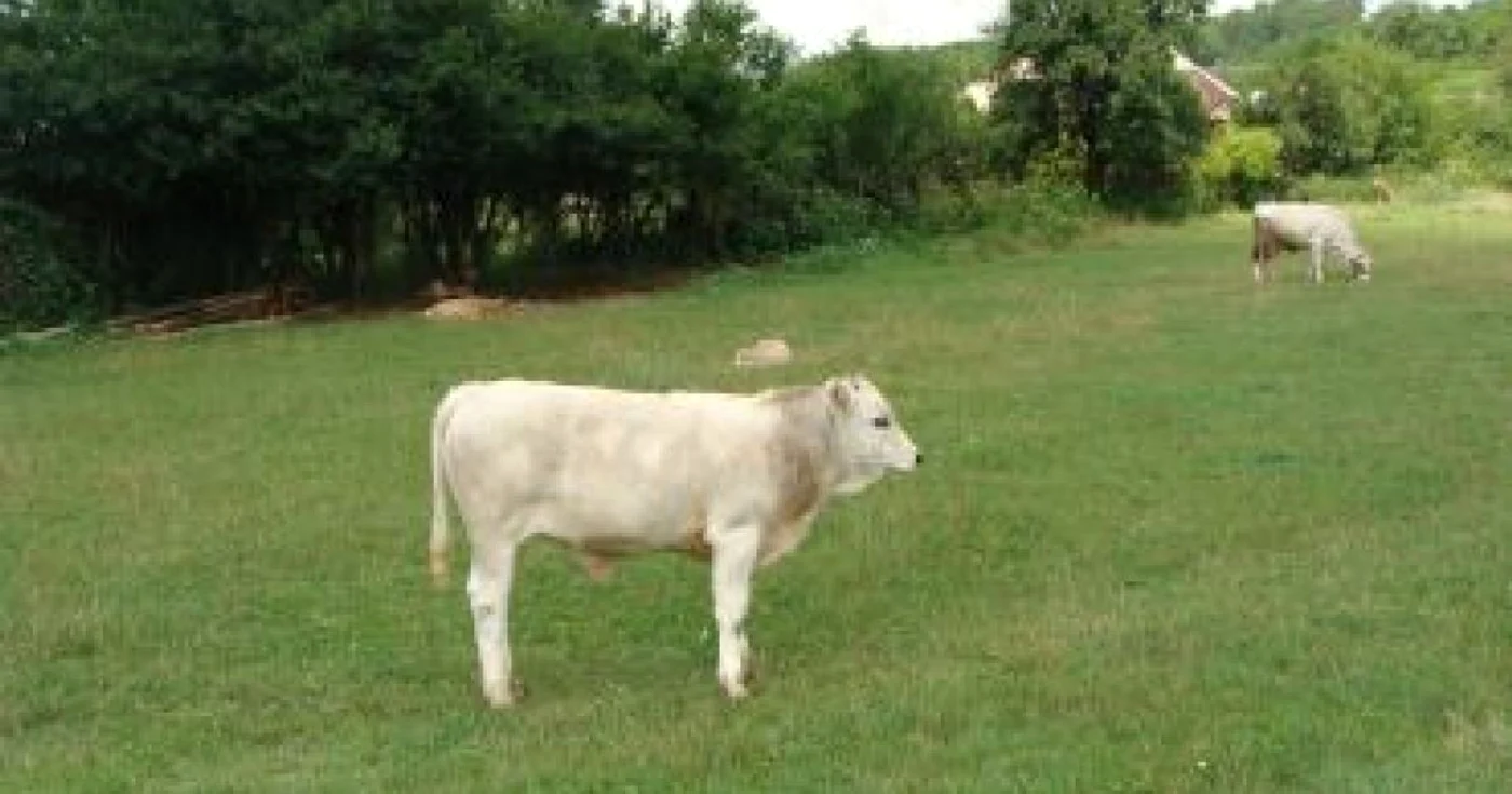 Râmnicu Vâlcea: Au venit banii pentru crescătorii de animale