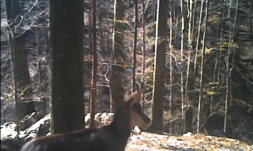 Capre negre în Parcul Naţional Buila - Vânturariţa din Vâlcea surprinse cu camerele de monitorizare Foto captură video