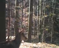 Capre negre în Parcul Naţional Buila - Vânturariţa din Vâlcea surprinse cu camerele de monitorizare Foto captură video