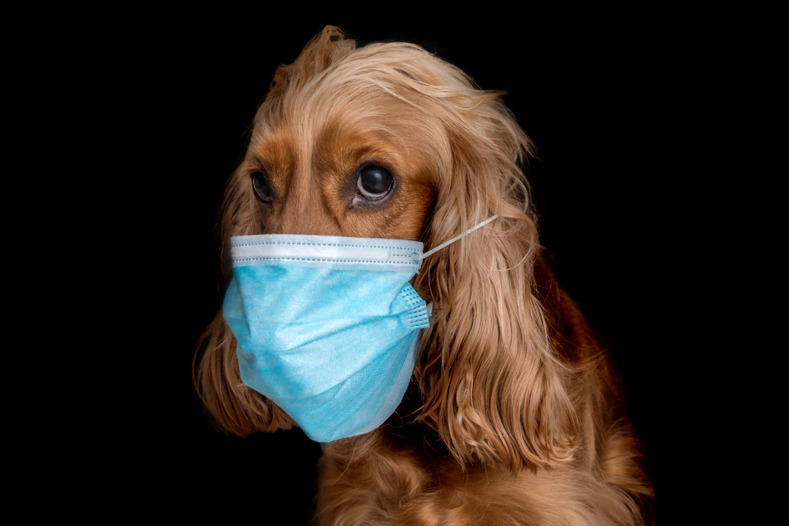 Leo a învățat să resusciteze un pacient cardiac - foto Shutterstock