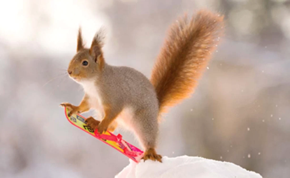 Pe bune, chestia asta este doarpentru două picioare?Foto: Photoland / Caters / Geert Weggen