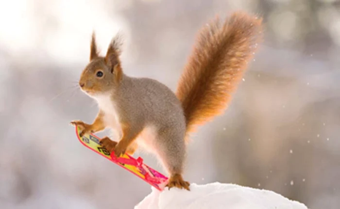 
    Pe bune, chestia asta este doarpentru două picioare?Foto: Photoland / Caters / Geert Weggen  