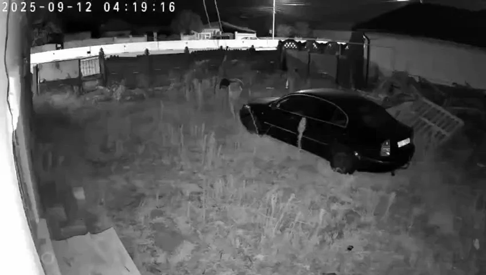 Alertă în Dolj: Un urs a fost văzut într-o comună. Locuitorii, sfătuiți să evite deplasările în păduri