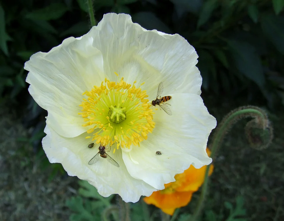 1024px Isländischer Mohn jpg jpeg