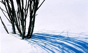 Zăpadă de vînzare jpeg