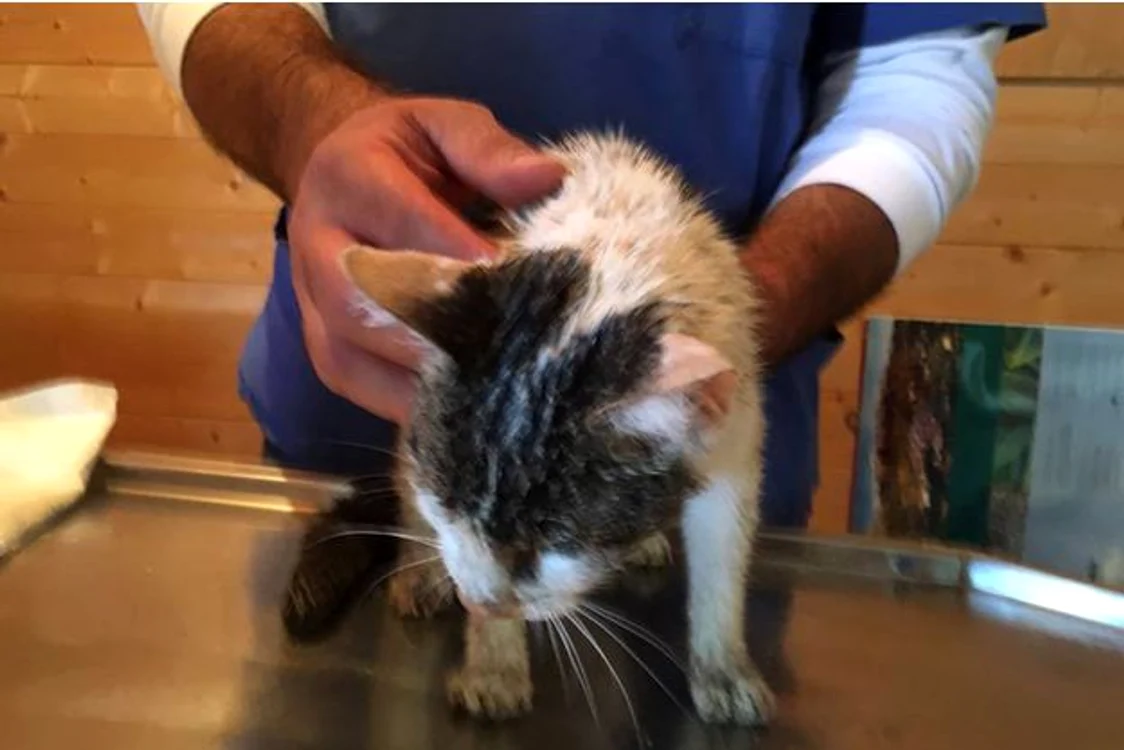 
    Gioia a supraviețuit miraculos cinci zile sub ruinele localității Amatricefoto: Ente Nazionale Protezione Animali  