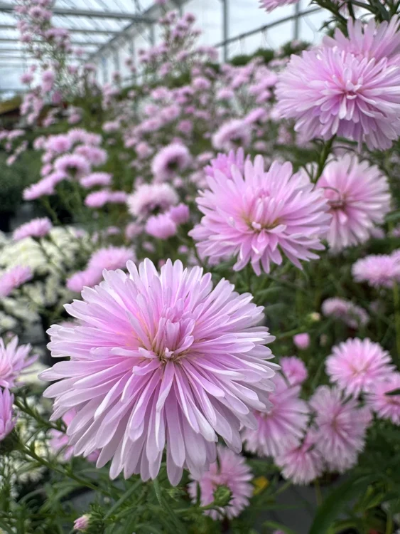 Aster „Camilla” cu flori roz-liliachii de toamnă