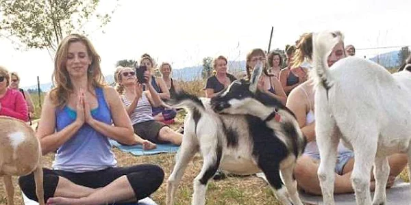 yoga capre