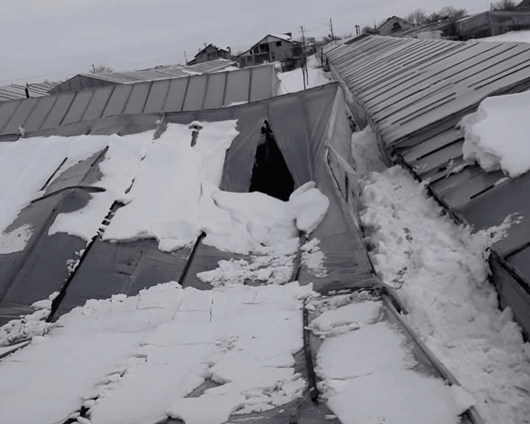 Dezastru la Matca, cel mai mare bazin legumicol din țară. Peste 200 de hectare de solarii, doborâte de zăpadă