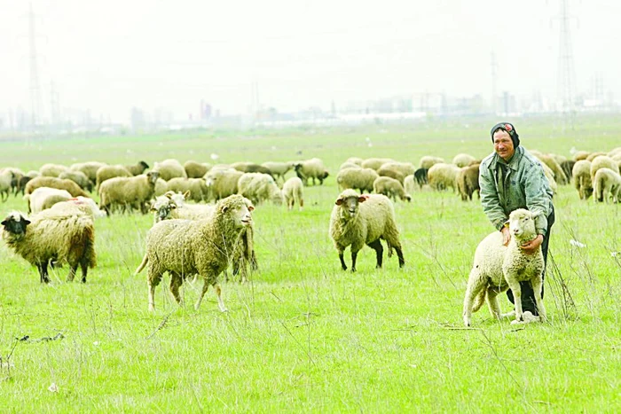 Ciobanii vând mieii la preţ mai mic, direct în câmp, la marginea Capitalei