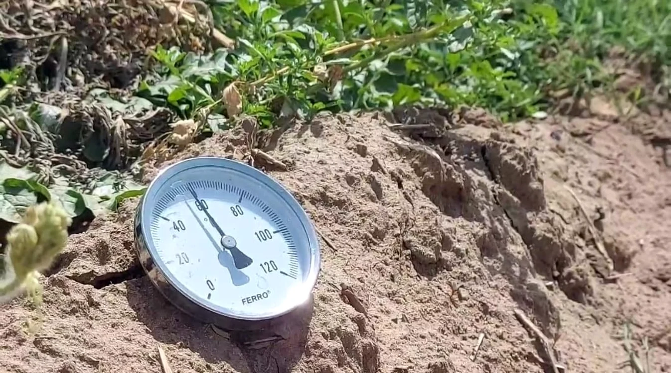 Temperatura în zilele caniculare se apropie de 60 grade Celsius la nivelul solului FOTO: Adevărul