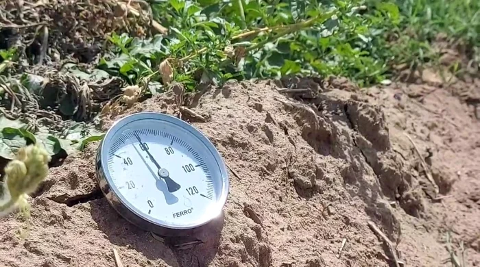 Temperatura în zilele caniculare se apropie de 60 grade Celsius la nivelul solului FOTO: Adevărul