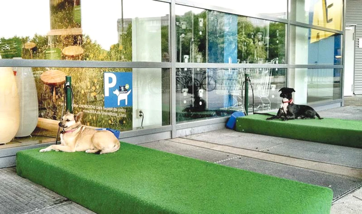
    Câinii stau în siguranţă  pe gazonul artificial  