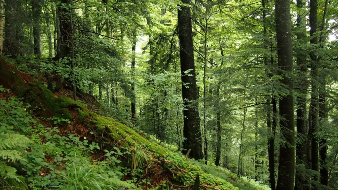 Aria protejată de la Strâmbu Băiuț  FOTO WWF