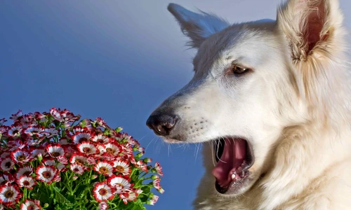 1 77248 original jpg jpeg