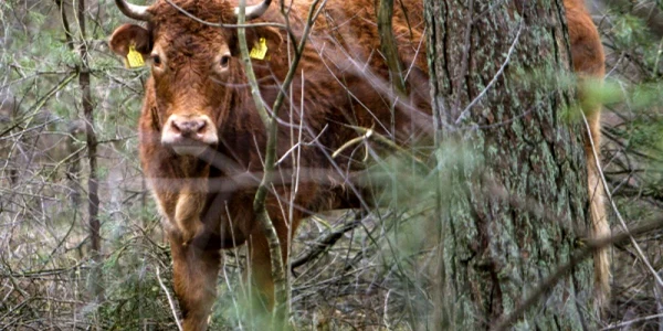 vaca hermien foto partyfortheanimals.n