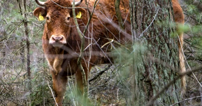 Vaca Hermien, în libertate. Foto partyfortheanimals.nl