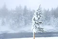 iarna vortex jpg