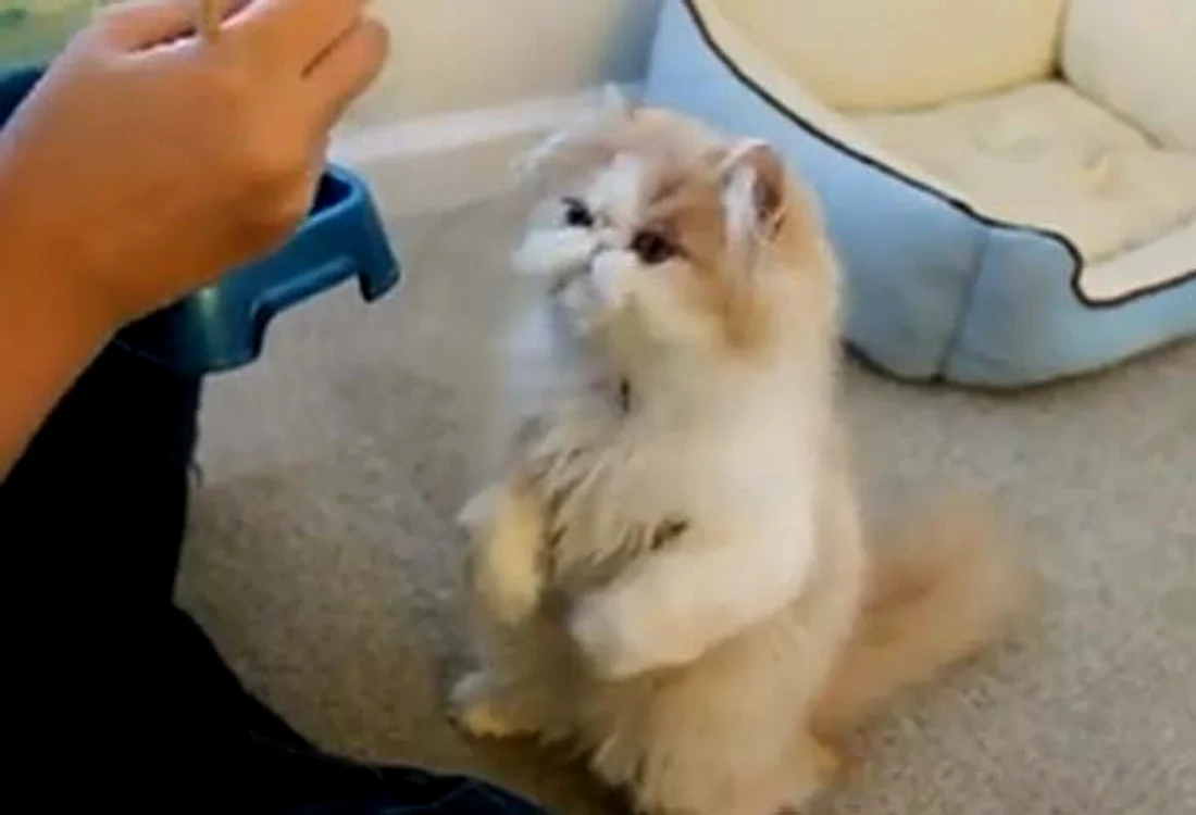 
    Pisicuţa mânuieşte foarte bine beţeleFoto: Captură Youtube  