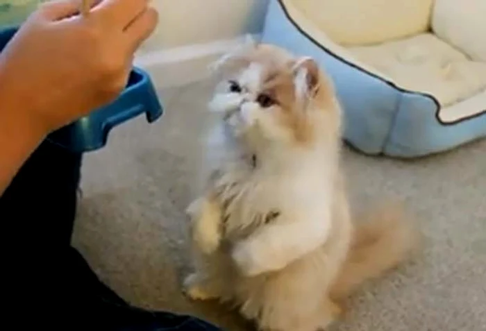 
    Pisicuţa mânuieşte foarte bine beţeleFoto: Captură Youtube  