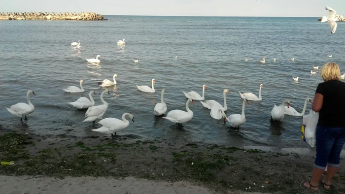 Lebedele sunt atracţia turiştilor