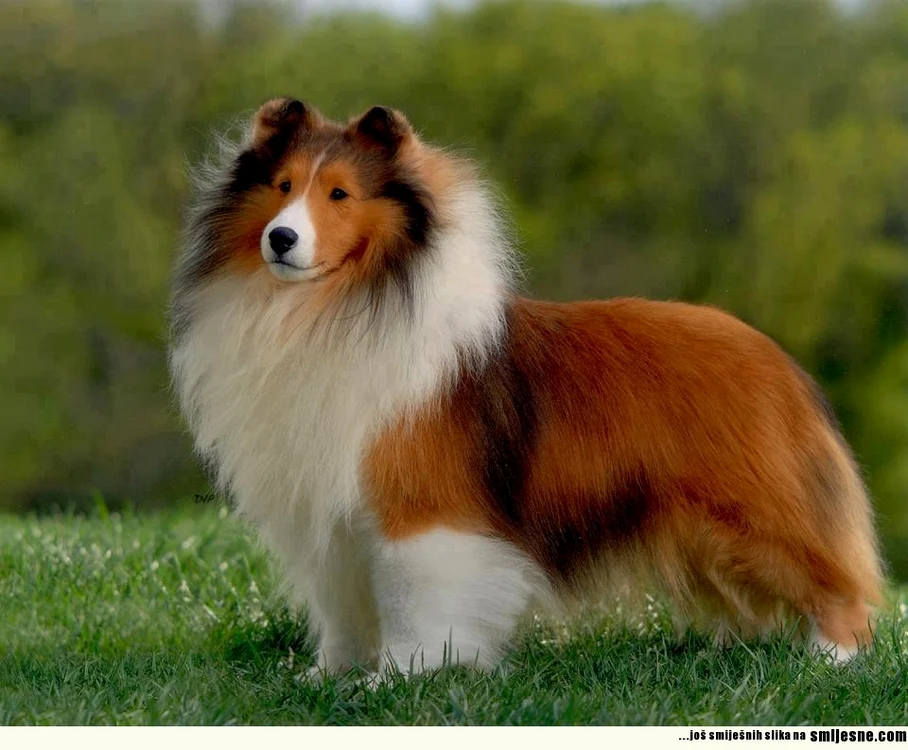 Collie este una dintre cele mai jucăuşe rase de câini